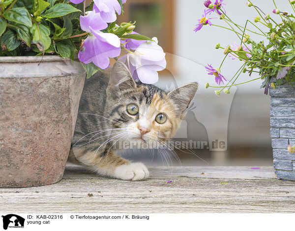 junge Hauskatze / young cat / KAB-02316