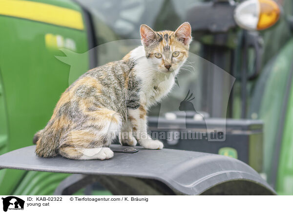 junge Hauskatze / young cat / KAB-02322