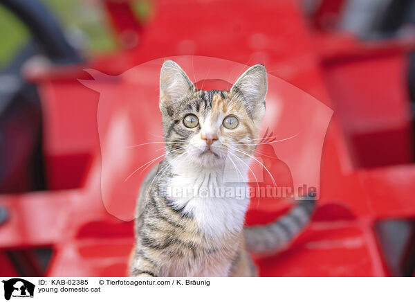 Hausktzchen / young domestic cat / KAB-02385