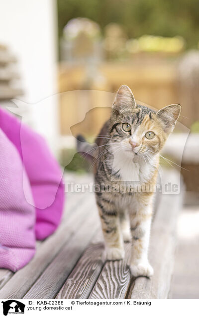 Hausktzchen / young domestic cat / KAB-02388