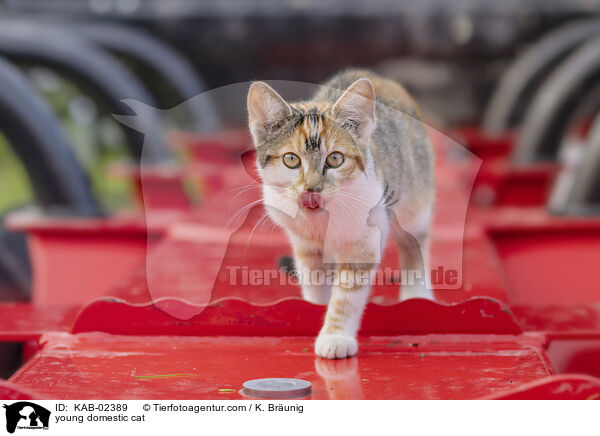 Hausktzchen / young domestic cat / KAB-02389