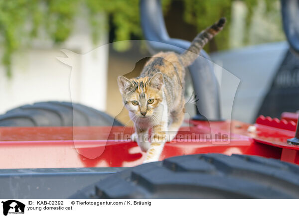 Hausktzchen / young domestic cat / KAB-02392