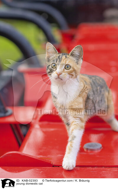 Hausktzchen / young domestic cat / KAB-02393