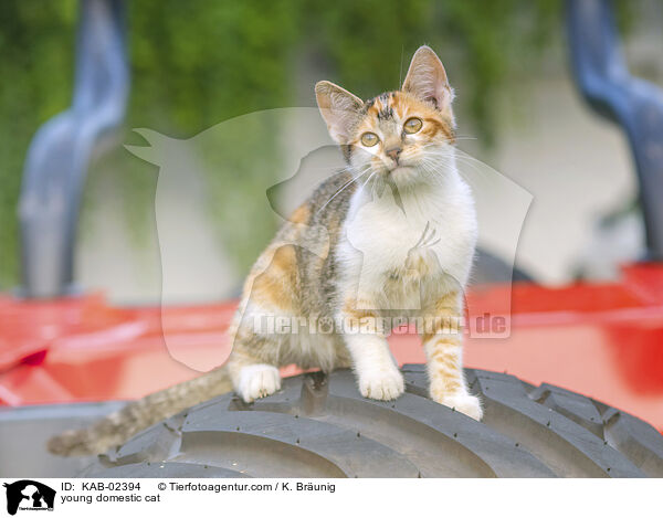 Hausktzchen / young domestic cat / KAB-02394