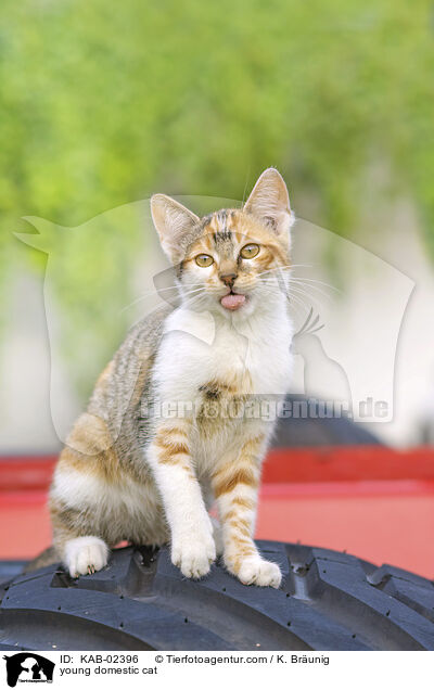 Hausktzchen / young domestic cat / KAB-02396