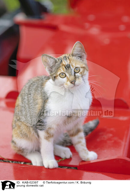 Hausktzchen / young domestic cat / KAB-02397