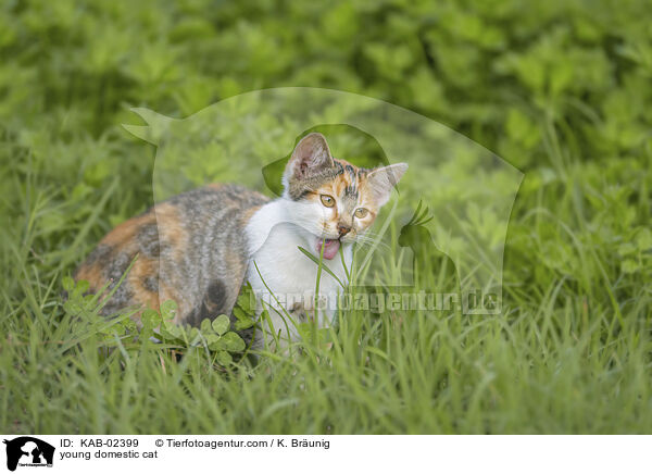 Hausktzchen / young domestic cat / KAB-02399