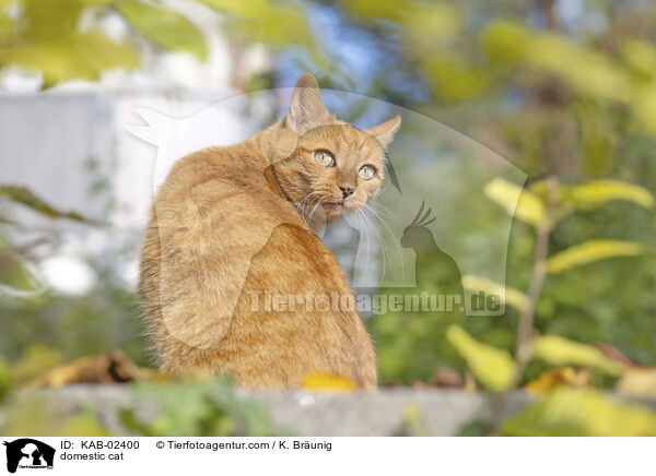 Hauskatze / domestic cat / KAB-02400