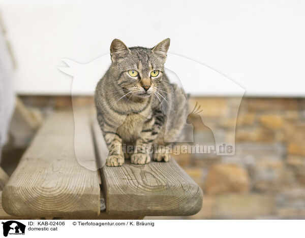 Hauskatze / domestic cat / KAB-02406