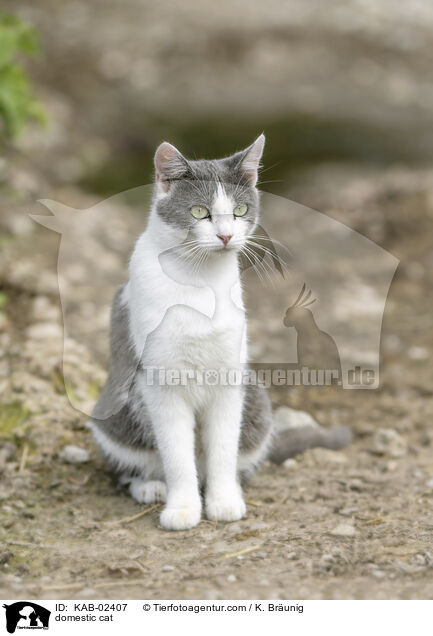 Hauskatze / domestic cat / KAB-02407