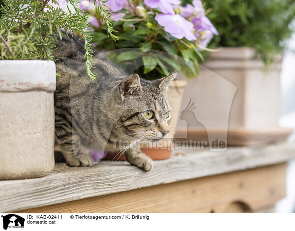 Hauskatze / domestic cat / KAB-02411