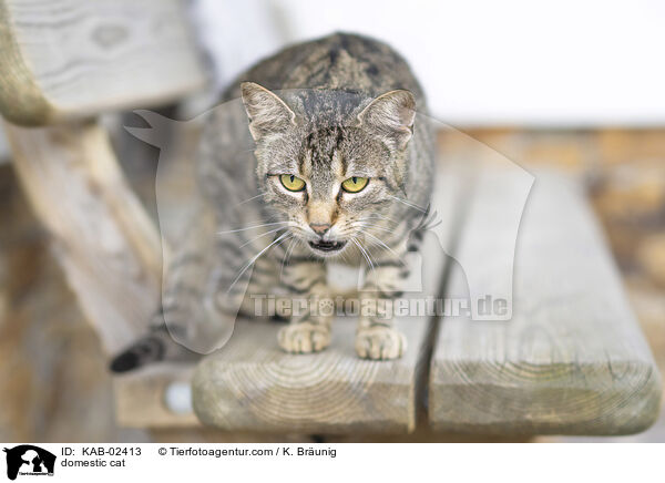 Hauskatze / domestic cat / KAB-02413