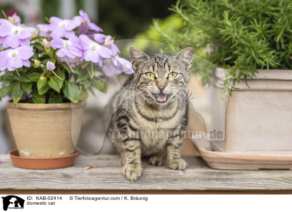 Hauskatze / domestic cat / KAB-02414