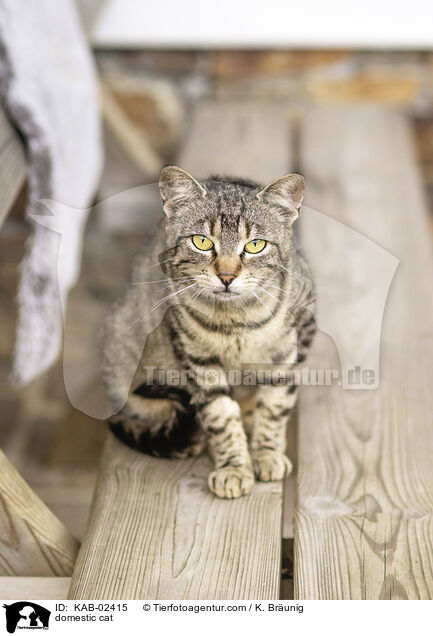 Hauskatze / domestic cat / KAB-02415