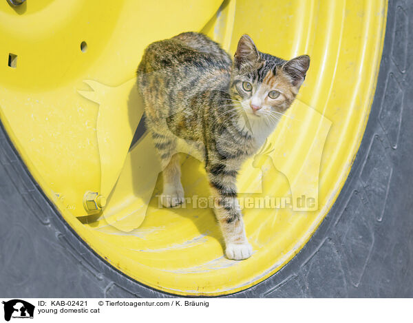 Hausktzchen / young domestic cat / KAB-02421