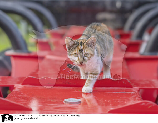 Hausktzchen / young domestic cat / KAB-02423