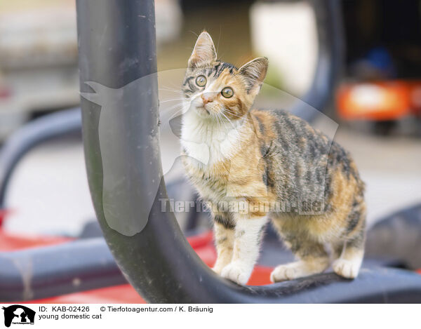 Hausktzchen / young domestic cat / KAB-02426