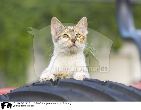 Hausktzchen / young domestic cat / KAB-02427