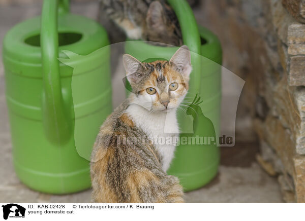 Hausktzchen / young domestic cat / KAB-02428