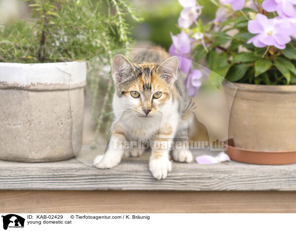 Hausktzchen / young domestic cat / KAB-02429