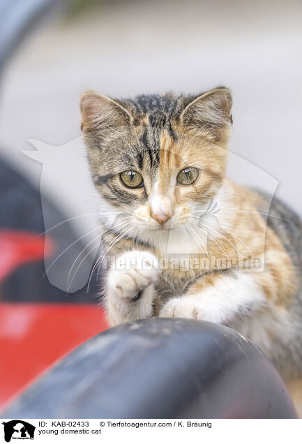 Hausktzchen / young domestic cat / KAB-02433