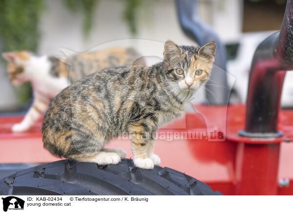 Hausktzchen / young domestic cat / KAB-02434