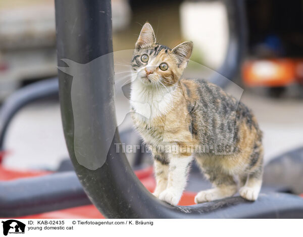 Hausktzchen / young domestic cat / KAB-02435