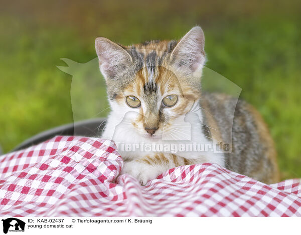 Hausktzchen / young domestic cat / KAB-02437