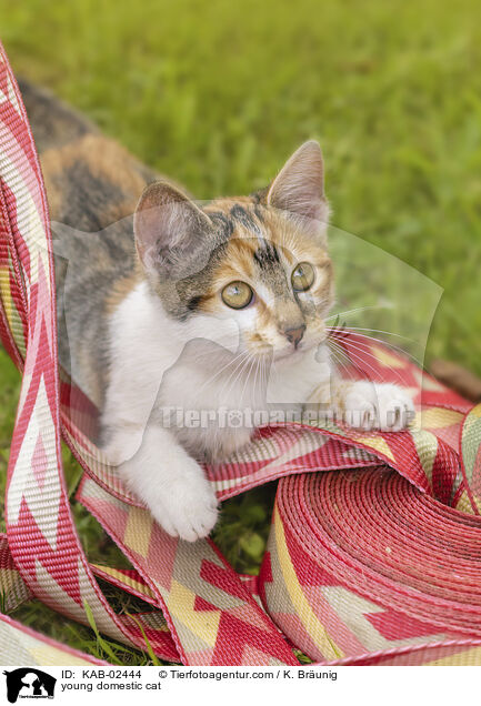 Hausktzchen / young domestic cat / KAB-02444