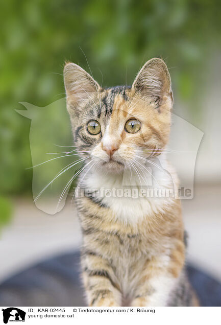 Hausktzchen / young domestic cat / KAB-02445