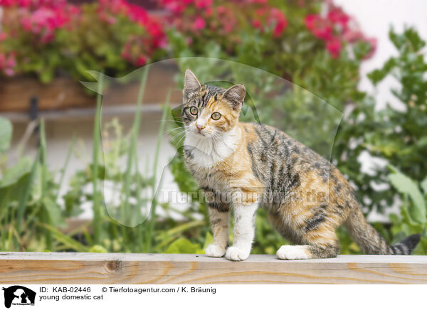 Hausktzchen / young domestic cat / KAB-02446