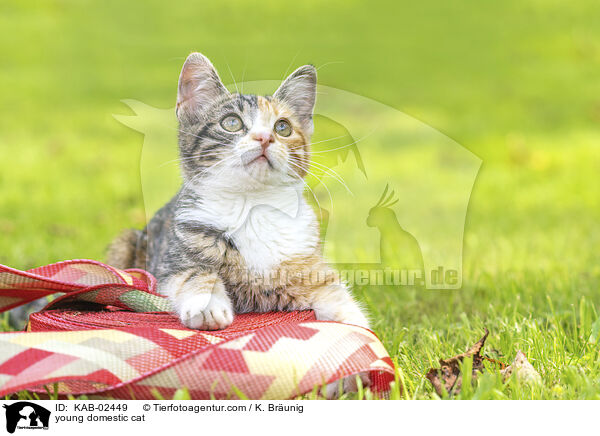 Hausktzchen / young domestic cat / KAB-02449