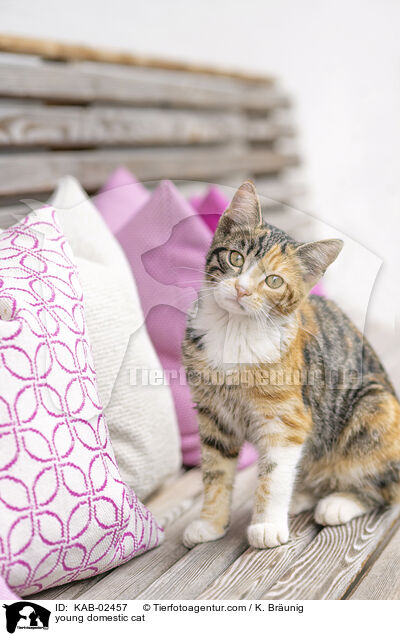 Hausktzchen / young domestic cat / KAB-02457