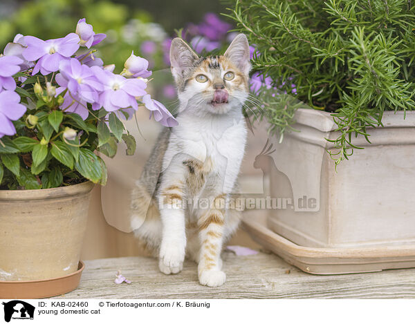 Hausktzchen / young domestic cat / KAB-02460