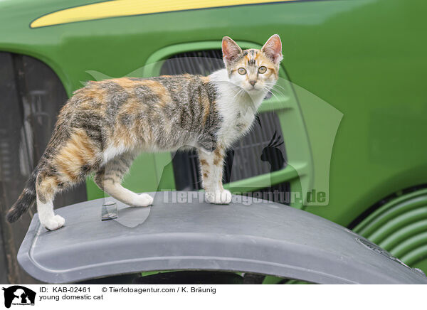 Hausktzchen / young domestic cat / KAB-02461