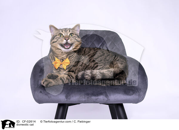 Hauskatze / domestic cat / CF-02614