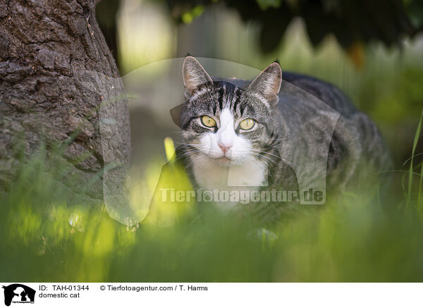 Hauskatze / domestic cat / TAH-01344