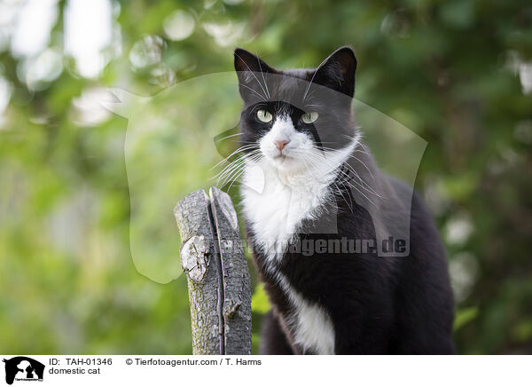 Hauskatze / domestic cat / TAH-01346