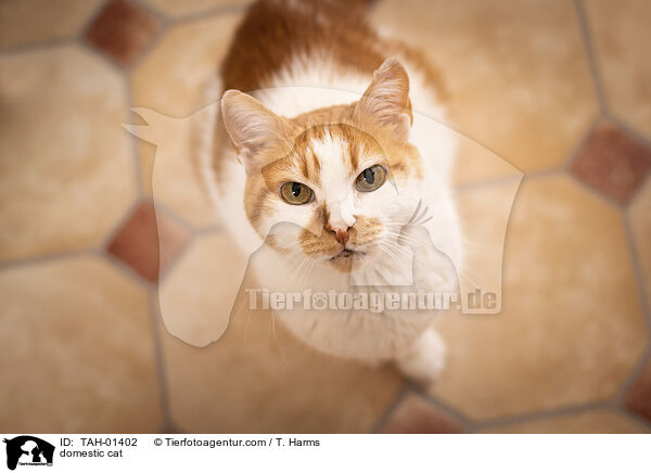 Hauskatze / domestic cat / TAH-01402