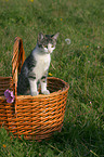 cat in a basket