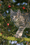 cat on a tree