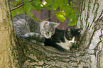 cat on a tree