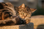 lying domestic cat