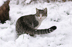 cat in snow