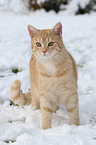 cat in snow