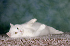 white cat