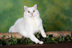 white cat