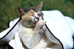 cat on blanket