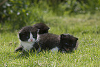 kitten in garden