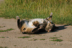 lying domestic cat